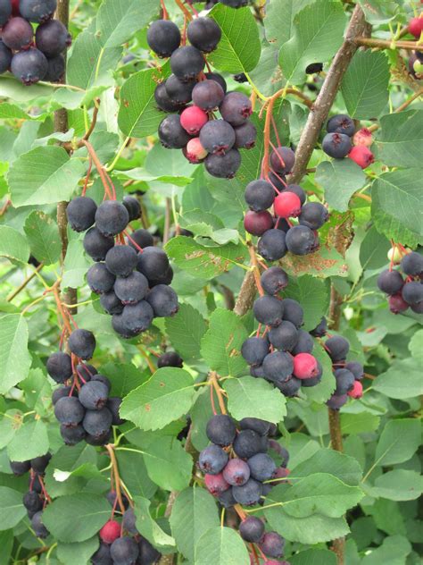 Juneberries They Go Where Blueberries Cant Cornell Small Farms