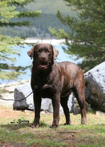 Ckc Registered English Chocolate Lab Labrador Adult Male For Sale In