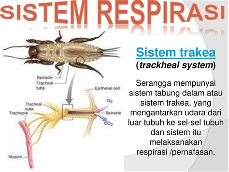 Sistem Respirasi Belalang Perbezaan Respirasi Serangga Dengan Manusia