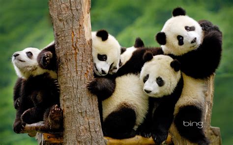 Gambar Panda Lucu Serta Asal Usul Panda