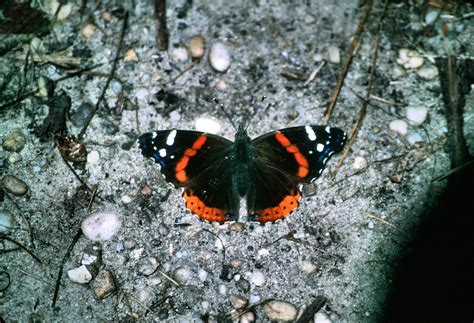 Butterflies Of Pennsylvania — Lehigh Valley Audubon Society
