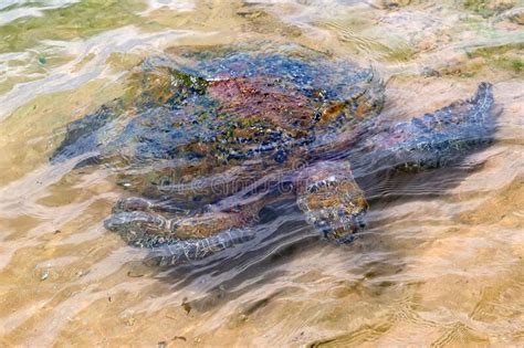Green Sea Turtle Or Chelonia Mydas On A Beach Stock Photo Image Of