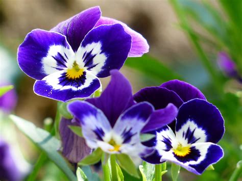 图片素材 性质 厂 白色 花瓣 盛开 弹簧 蓝色 多彩 花园 植物群 笑 野花 面对 眼 滑稽 中提琴