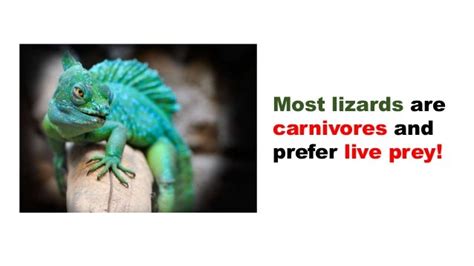 Lizard Food What To Feed Your Pet Lizards