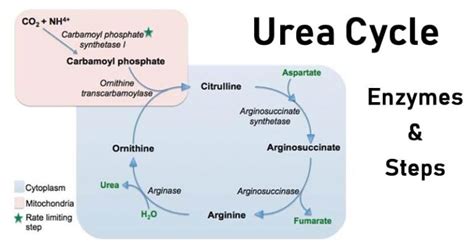 Urea Cycle Functions Steps Products Regulation Disorders