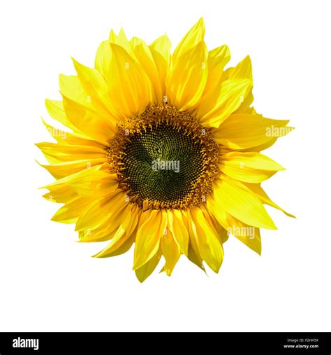 Sunflower Leaf White Background Hi Res Stock Photography And Images Alamy