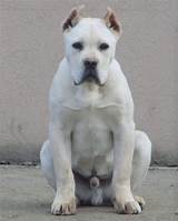 Cane corsos generally live between 9 and 12 years. White Cane Corso Blue Eyes
