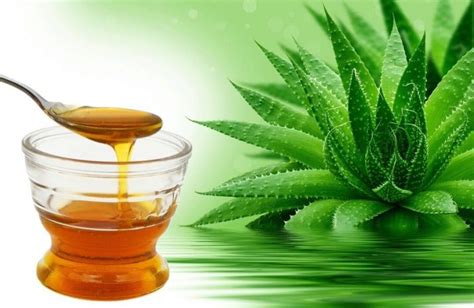 Don't be scared of your scoby. الألوة مع العسل: وصفات للمعدة ، وخصائص الشفاء وموانع ...