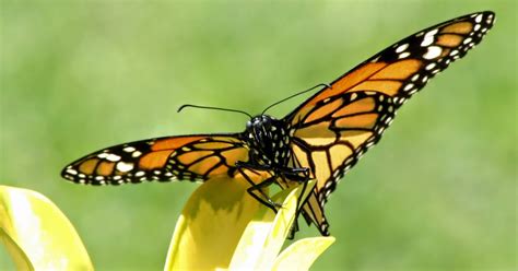 Butterfly Amazing Nature Animal Wallpaper