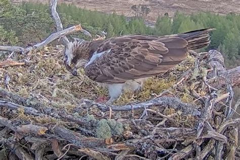Famous Osprey Dorcha Lays First Egg Of The Season