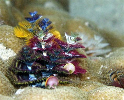 Great Barrier Reef Christmas Tree Worm Great Barrier Reef Liveaboards