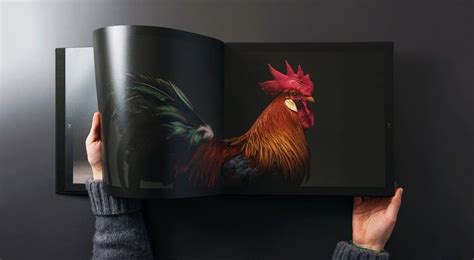 Portraits Of “most Beautiful Chickens On The Planet” Capture Their