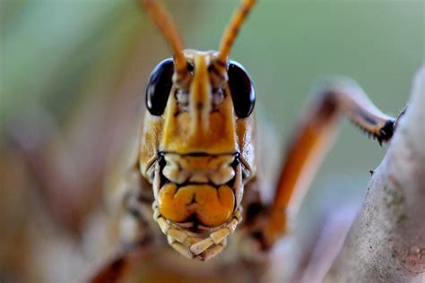 Grasshopper Grasshoppers Are Species Which Change Colour A Flickr