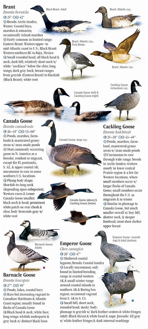 Waterfowl Of North America Quick Reference Publishing Retail