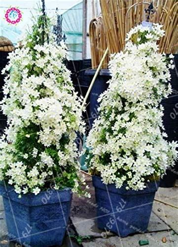 Vaso per fiori in acciaio colorato con resina epossidica, bianco. Fiori Bianchi Vaso - Pinkdose 20pcs Rare Bonsai ...