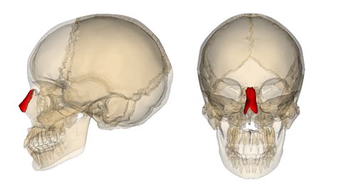 Is The Roof Of The Nasal Cavity Formed By Parts Of The Frontal Bone