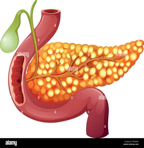 A Healthy Human Pancreas Illustration Stock Vector Image And Art Alamy
