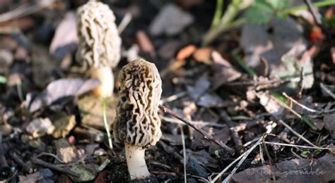 Morel Mushroom Hunting Lost Trail Cabins