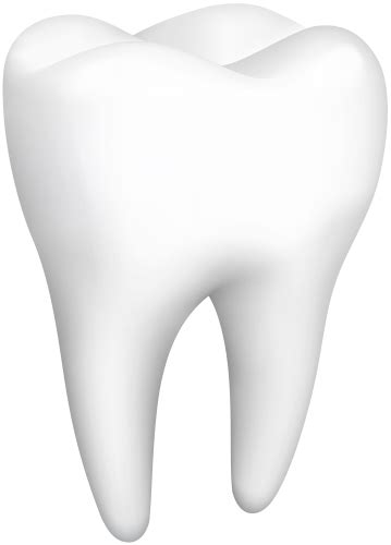 Tooth Png Transparent Image Download Size 359x500px