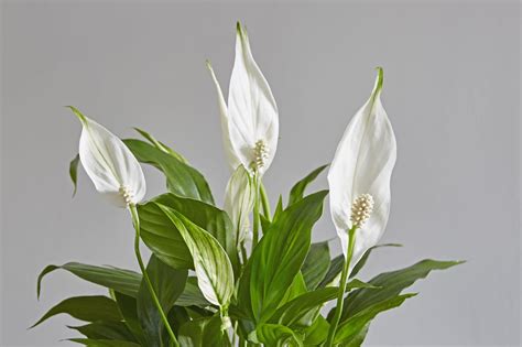 A Perfect List Of The Best Indoor Plants Make The Right Choice