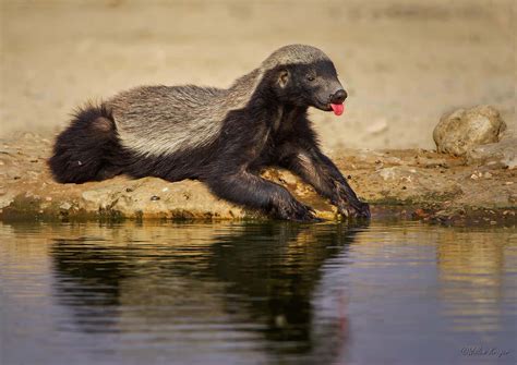 Honey Badger Wallpapers Wallpaper Cave