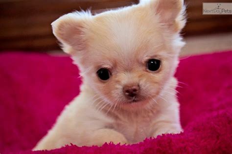 Meet Sweet Pea A Cute Chihuahua Puppy For Sale For 2000 Tiny Tiny