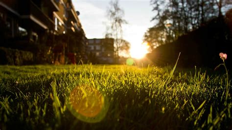 Grass Depth Of Field Nature Lens Flare Wallpapers Hd Desktop And