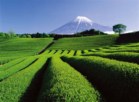 Soak Up The Peace And Quiet Of The Mount Fuji Tea Fields Pen ペン