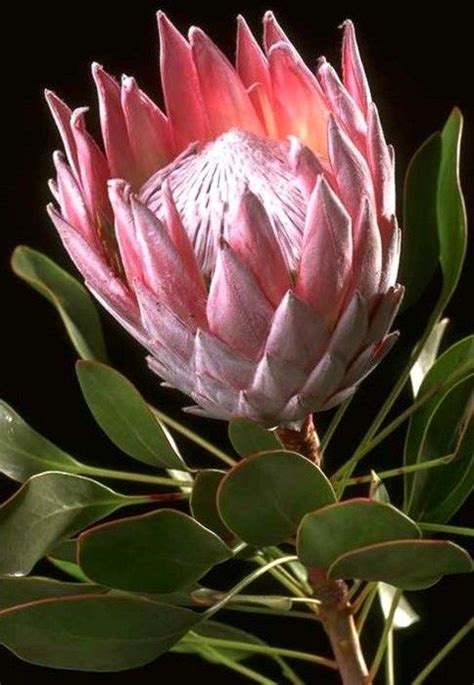 King Protea South Africas National Flower Flor Protea Protea Art