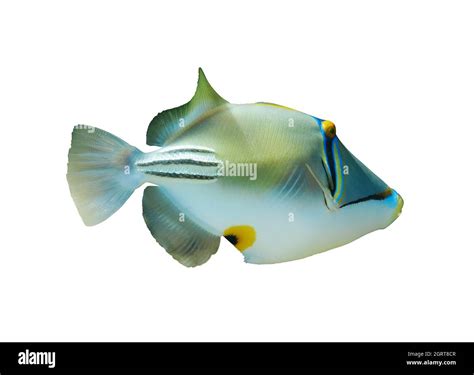 Arabian Picassofish Rhinecanthus Assasi Triggerfish Isolated On