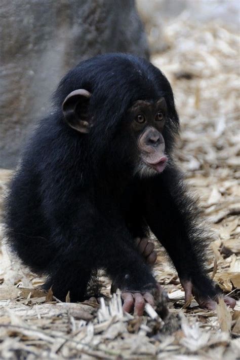 Psbattle Baby Gorilla Looking At Something And Making A Face R