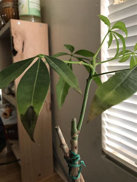 Once your oleander plant is the size you want, you can shape it by cutting branches just above leaf nodes, which are the areas where 3 leaves come out from 1 branch. Is there any hope for this money tree? The one branch ...