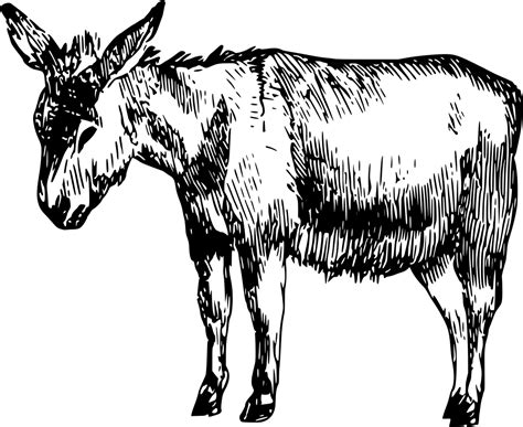 Svg Mammal Ass Animal Donkey Free Svg Image And Icon Svg Silh