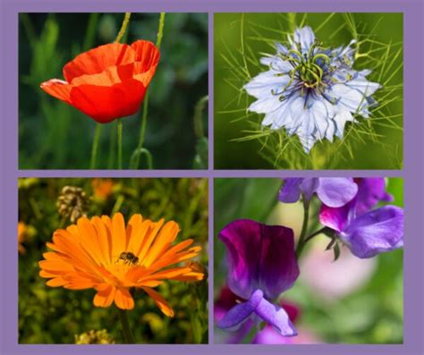 10 Hardy Annual Flowers To Grow From Seed Gardening Lessons
