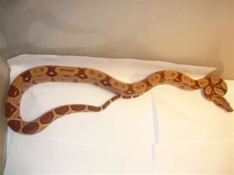 Hypo Red Tail Boa Ball Gallery
