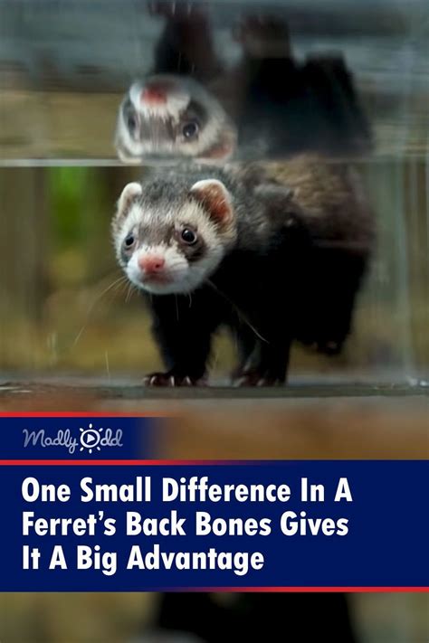 How Do Ferrets Hunt Their Prey?