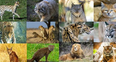 Quiz Can You Name All 15 Of These Big Cat And Wild Cat Species