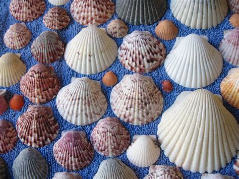 Scallop Seashells Sanibel Florida Sea Shells Sanibel Seashells Sanibel