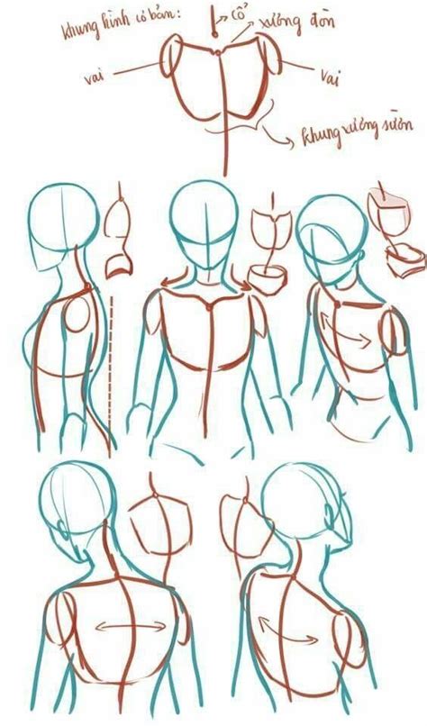 Anime Anatomy Step By Step At Drawing Tutorials