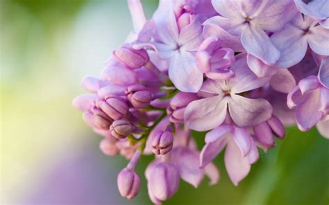 Hình Nền Lilac Hoa 1920x1200 Goodfon 1021253 Hình Nền đẹp Hd