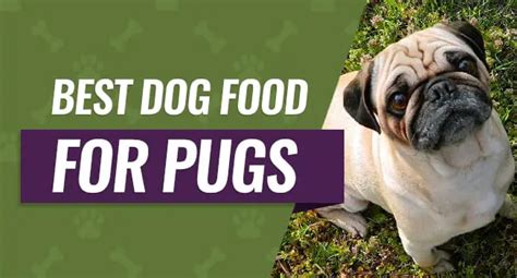 Best Dog Food For Pugs Top 6 Recommended Reviews