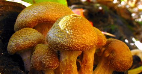Humongous Fungus The Giant Mushroom Resident Of Michigan Has To Be