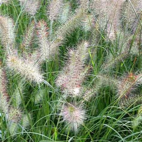 Pennisetum Alopecuroides Hameln Chinese Fountain Grass A Beautiful