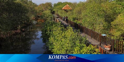 Wisata Mangrove Wonorejo Surabaya Simak Harga Tiket Dan Jam Buka
