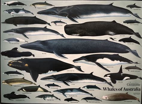 Collections Australia Animals Whale Species Whale