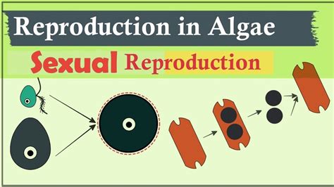 Sexual Reproduction In Algae Algae Phycology Youtube