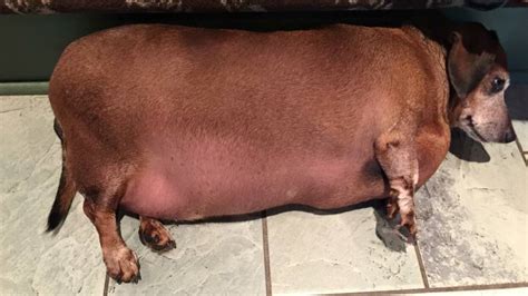 Fat Vincent Is An Obese Dachshund Whos On A Legendary Weight Loss