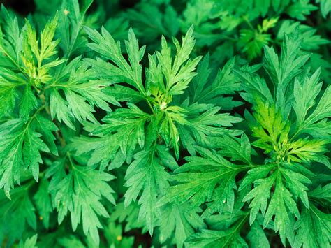 Discover Amazing Mugwort Uses And Its Medicinal Value To The World