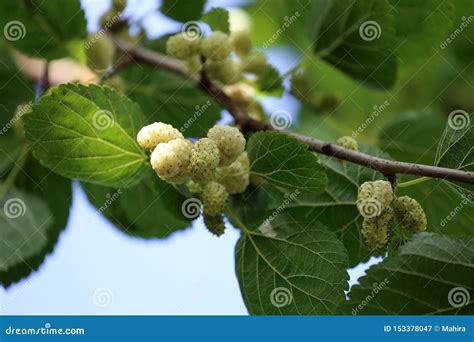 Fresh White Mulberries And Leaves On Tree Stock Image Image Of Blossom Fiber 153378047