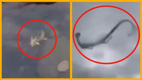 5 Chinese Dragons Caught On Camera And Spotted In Real Life 2 Youtube